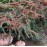 Кизильник Даммера гибридный КОРАЛ БЬЮТИ  (Сotoneaster suecicus Coral Beauty)